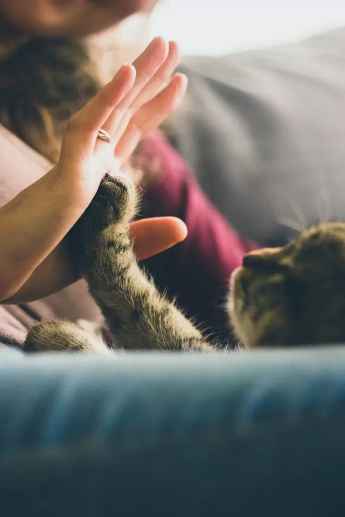 Modern Pet Technology: Smart Feeders, Pet Trackers, and Future Trends