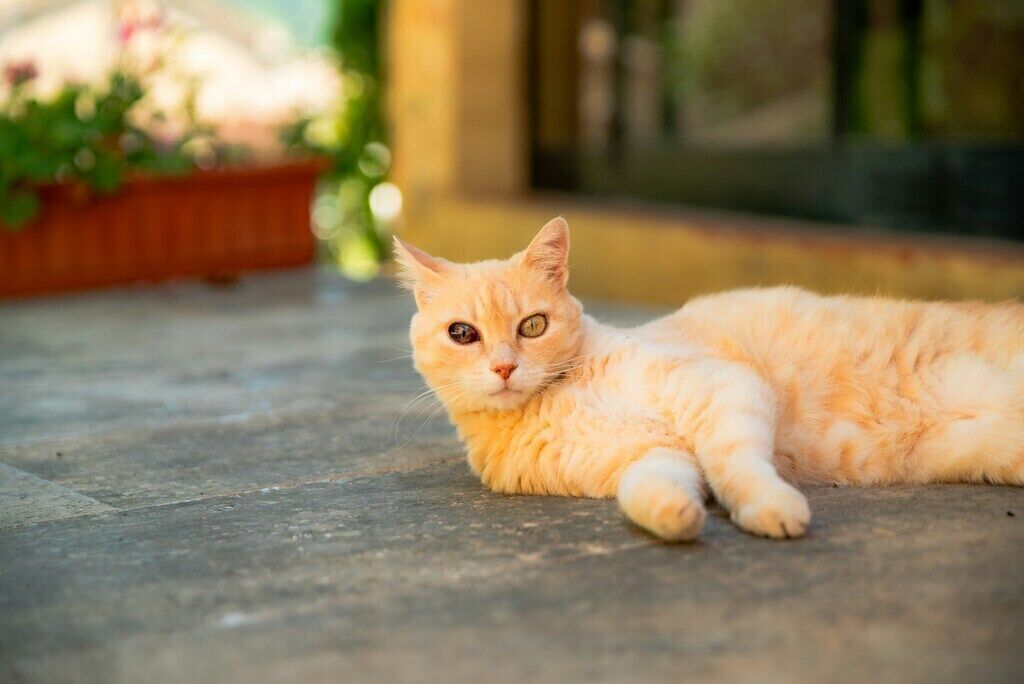 Caring for Exotic Pets: Essential Tips for First-Time Owners