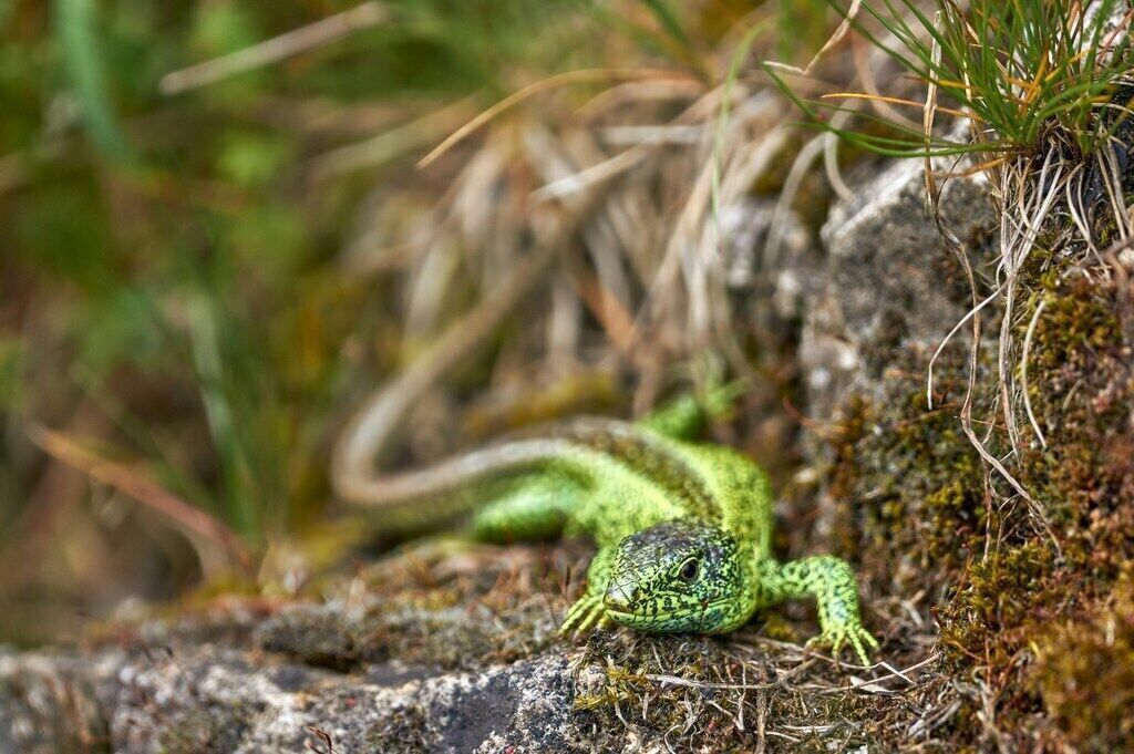Creating the Perfect Habitat for Reptiles and Amphibians
