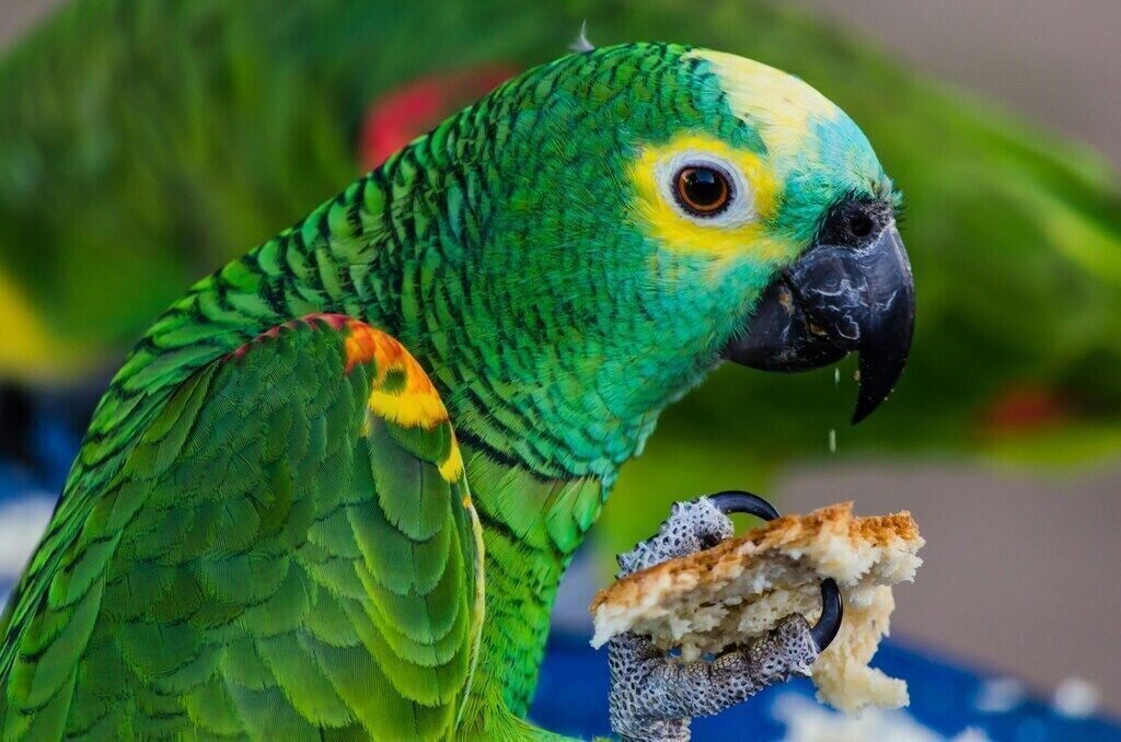 Feeding Your Exotic Pet: Nutrition Guidelines for Reptiles, Birds, and Small Mammals