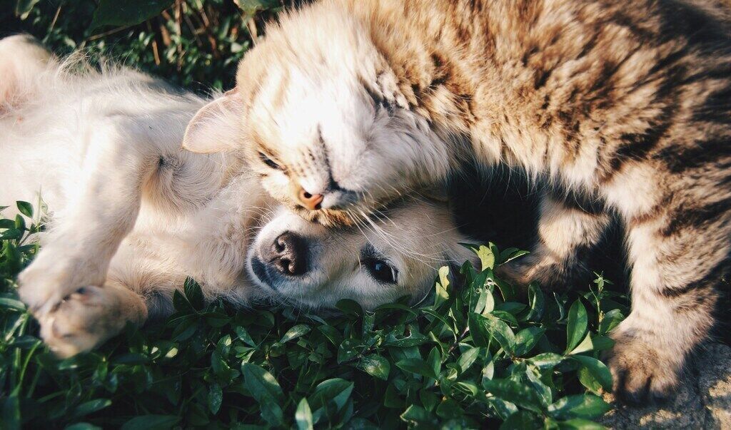 Understanding Exotic Pet Behavior: Signs of Stress and Happiness